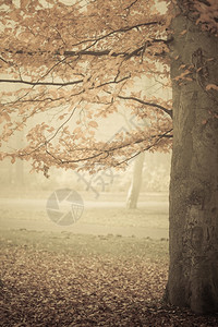 自然和环境森林秋天树雾中风景图片