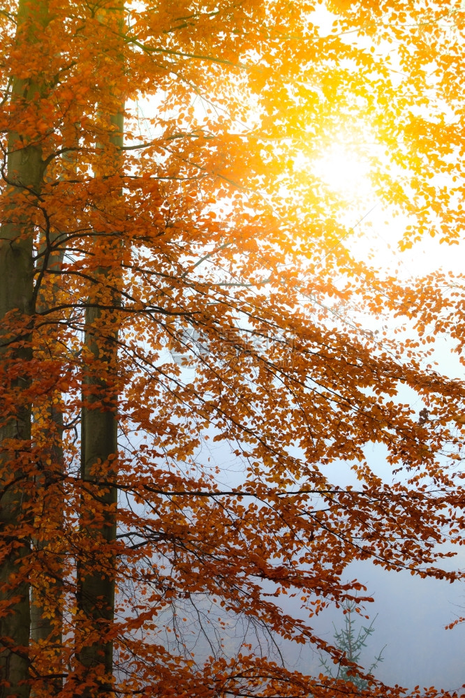 雾的秋天风景美秋天的树和叶图片