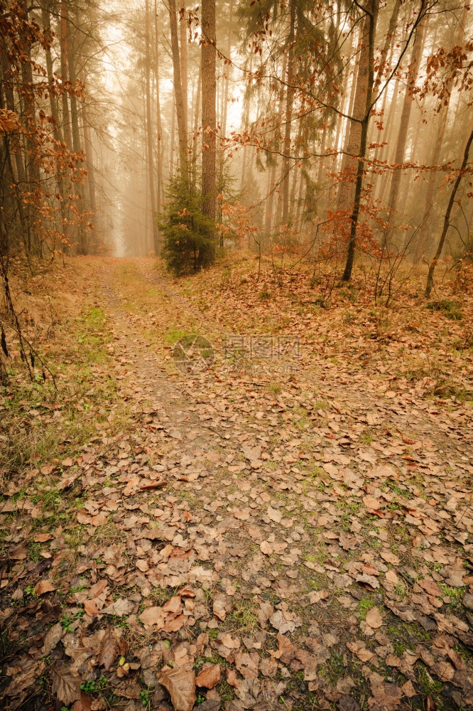 在雾的一天穿过迷秋森林的风景美秋天的树和叶图片