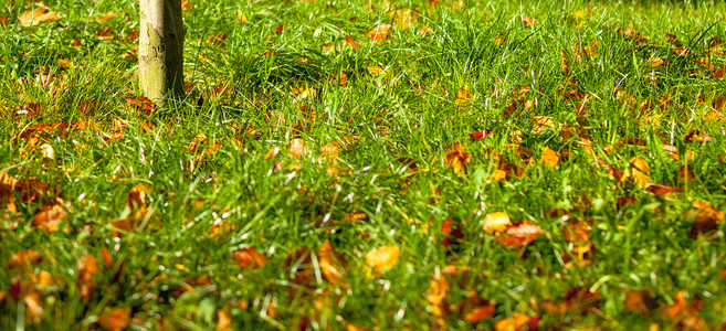 自然景观绿草背的橙色秋叶图片