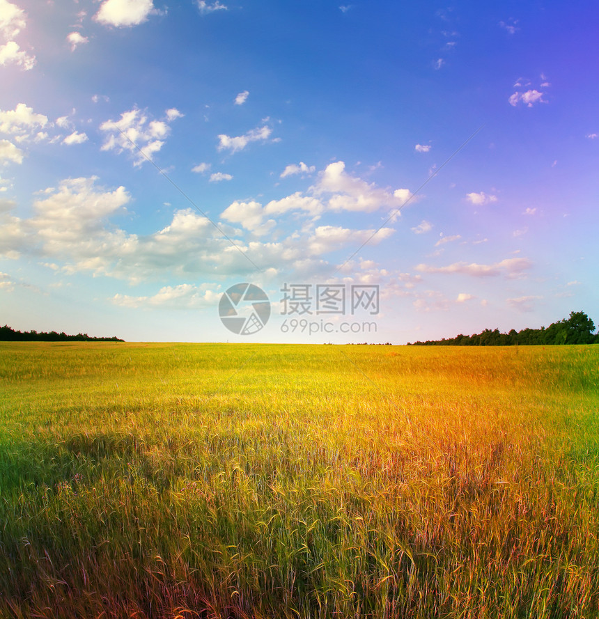 蓝色天空下的黄小麦田图片