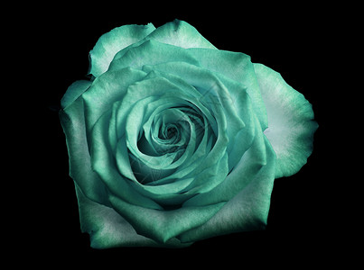 绿玫瑰在黑色上被隔绝背景图片