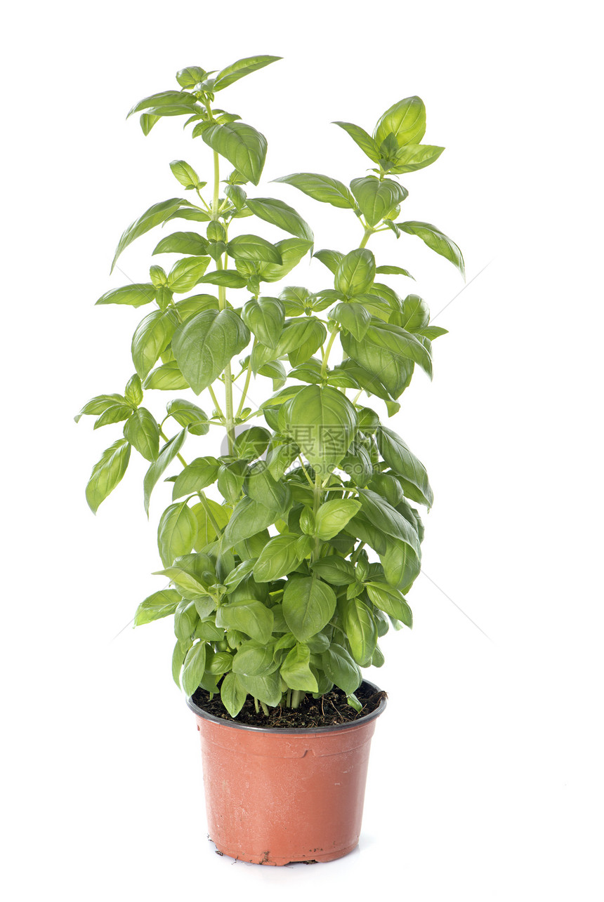 白色背景前的basil植物图片