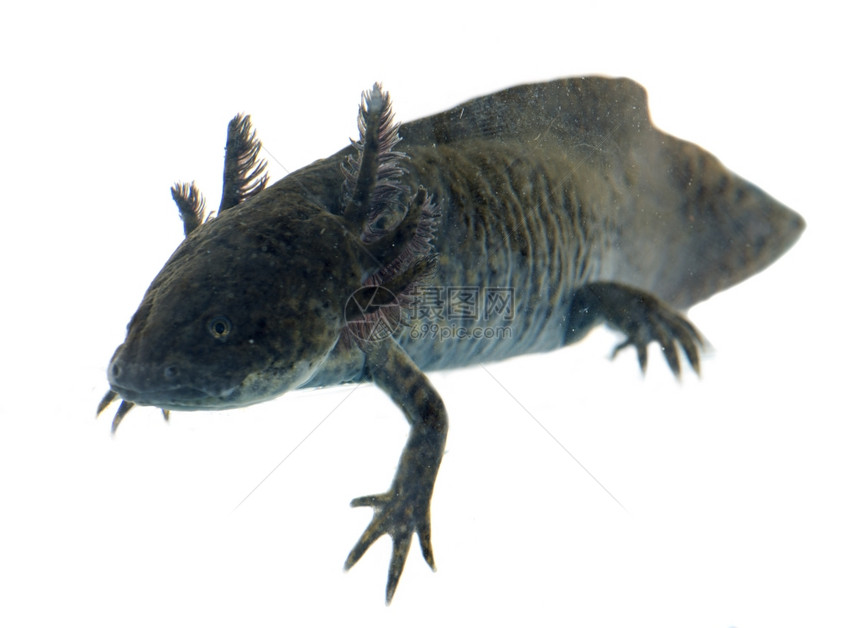 白色背景面前的黑anxolotl图片
