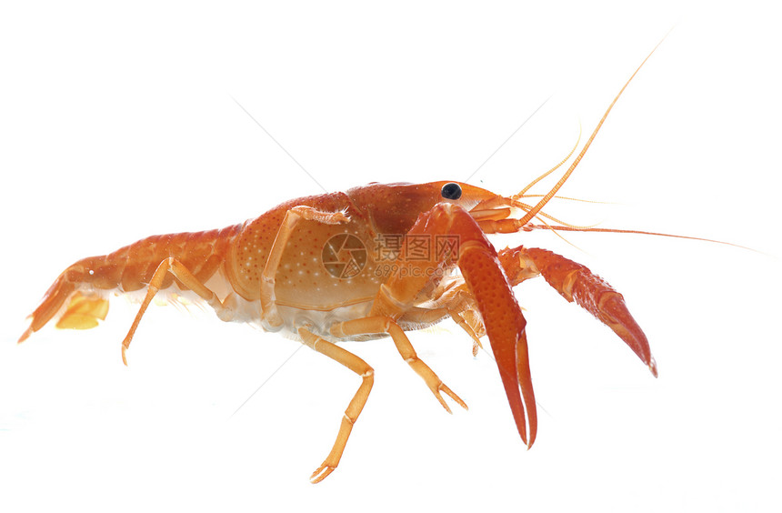 白背景前的红龙虾图片