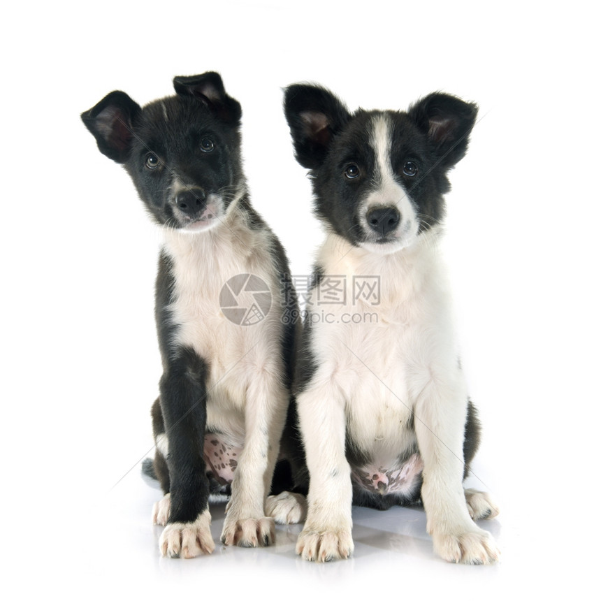 白色背景面前的小狗边框collier图片