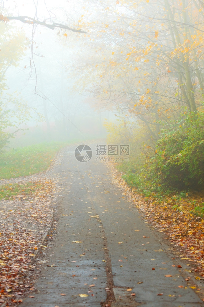 在雾的一天穿过迷秋公园的风景美秋天的树和叶图片
