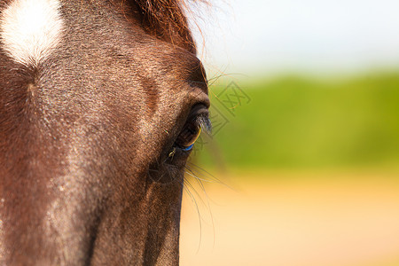 近距离的马动物眼鼻涕高清图片