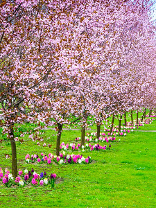 一排小巷的粉红樱桃树花园春绿草自然场景樱桃树图片