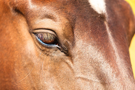近距离的马动物眼鼻涕图片