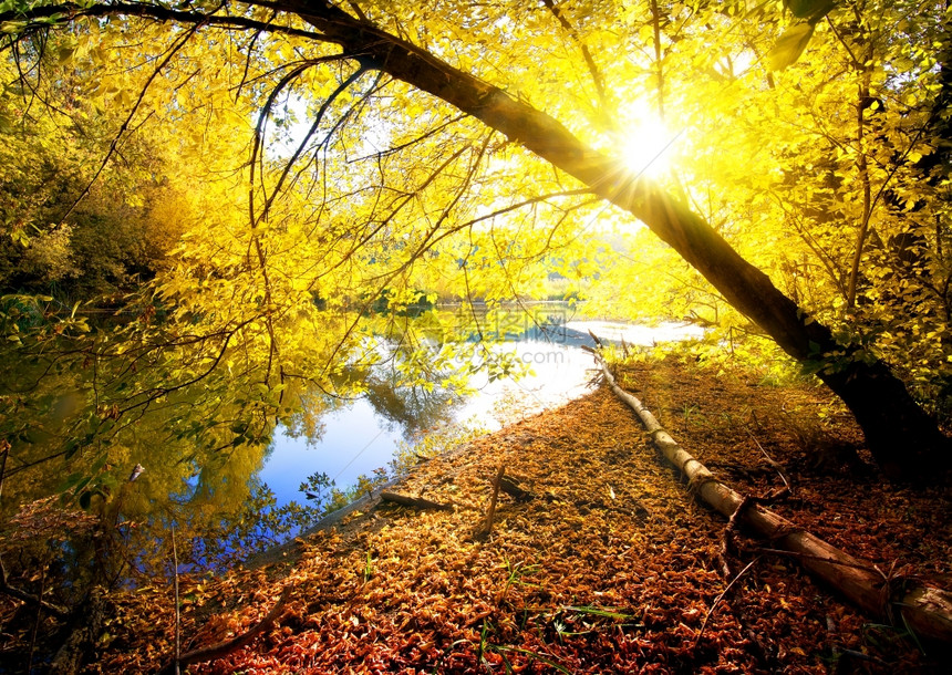 河流附近秋木中的黄图片
