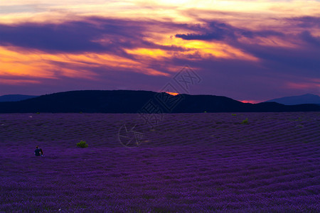 美丽的紫色田地夏季日落风景图片