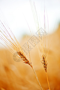 乌克兰的成熟小麦田和蓝天图片