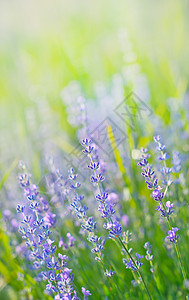 草地夏田美丽的地花粉图片