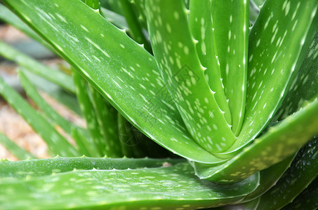 AloeVera药用植物精密中心草药背景图片