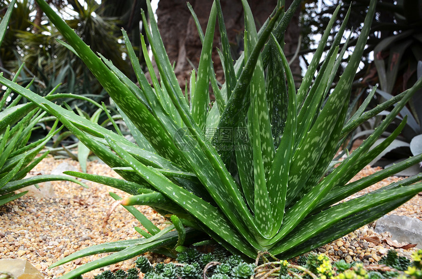 AloeVera药用植物精密中心草药图片