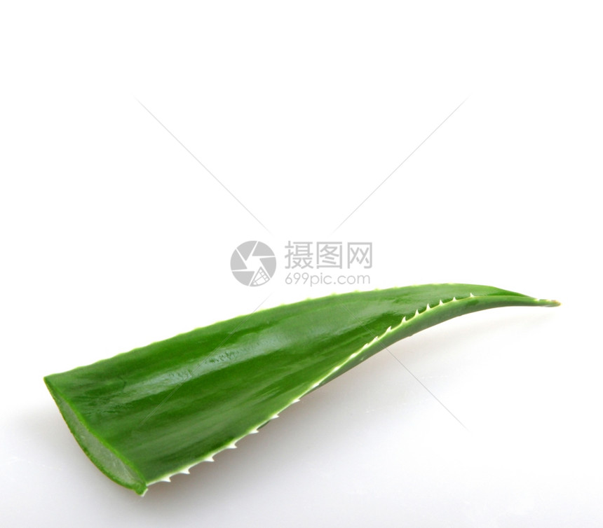 Aloeveraveravera中图片