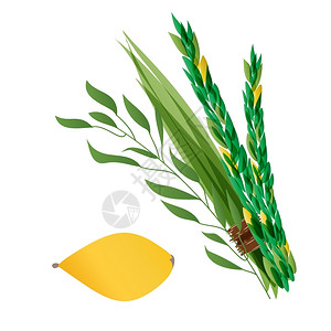 基哈达斯四种物棕榈树柳柠檬象征犹太节日Sukkot的象征插画