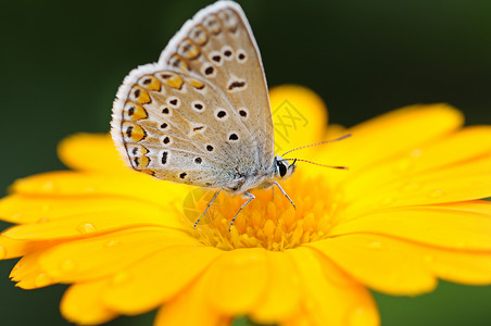 黄花上美丽的蝴蝶图片