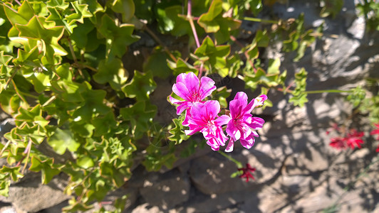 野生玫红鲜花背景图片