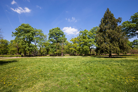 阳光明媚的绿色公园高清图片