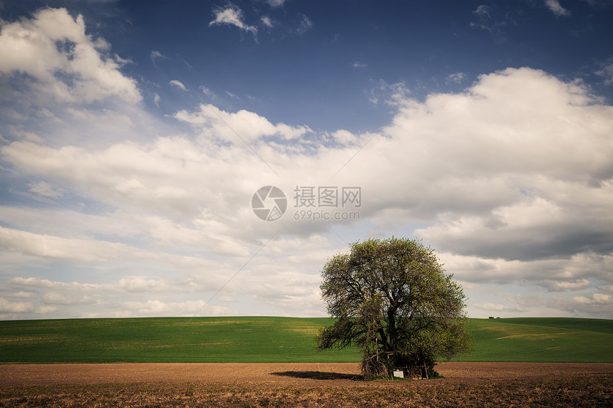 蓝色天空上的大树自然背景图片