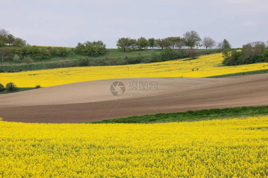 美丽的黄色田地农村景观图片