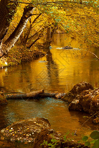 深秋森林的河流野生物图片