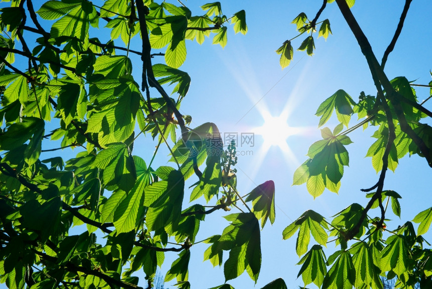 树和太阳的分支自然构成图片