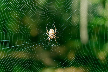 网络上的蜘蛛大自然构成图片