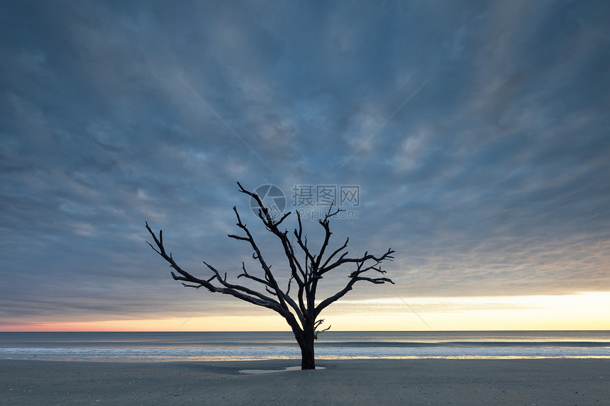 阴暗日落时海洋附近的老树图片