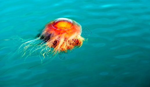 橙色透明水母海洋生物高清图片