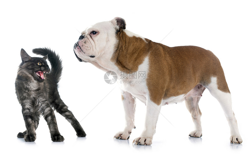 英国斗牛犬和愤怒的猫在白色背景面前图片
