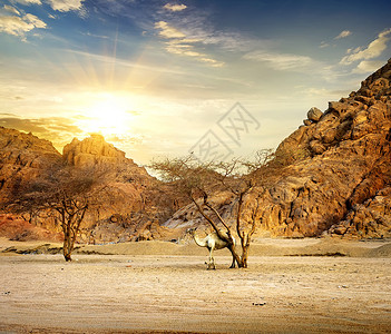 日落时骆驼在沙漠的山中图片