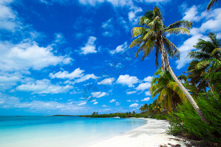 棕榈和热带海滩图片