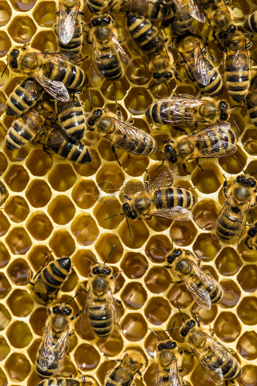 蜜蜂在窝上繁殖图片