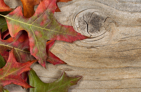 生锈木的季节秋叶以水平形式呈现图片