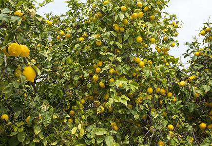塞浦路斯柑橘树林中的柠檬图片