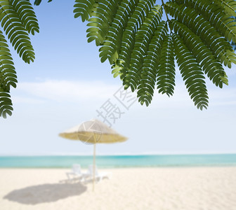 沙海滨新鲜青绿棕榈树叶夏季节图片