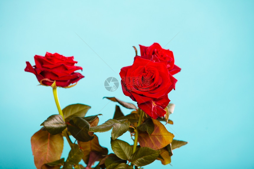 盛开的红玫瑰花美丽束象征着蓝色的爱图片
