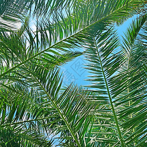 椰子树的枝在背景天空上图片