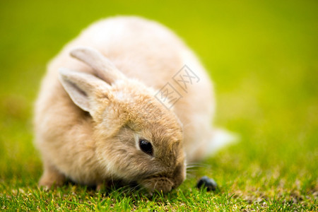 巴尔德斯阿拉加充满疯狂的小野兔图片
