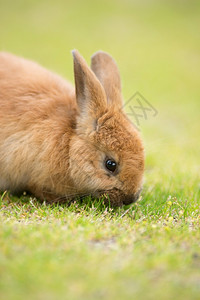 巴尔德斯阿拉加充满疯狂的小野兔图片
