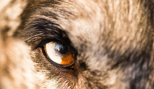 一只动物眼睛半白棕做一个强烈的外观图片
