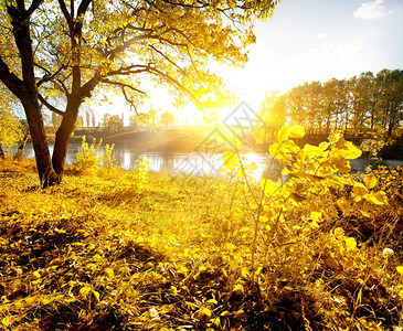 秋天黄叶和河图片