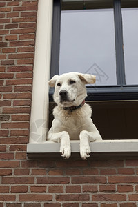 怪的狗挂在窗外图片
