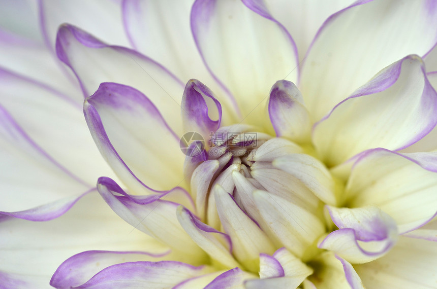花园里的白色和紫Dahlia图片