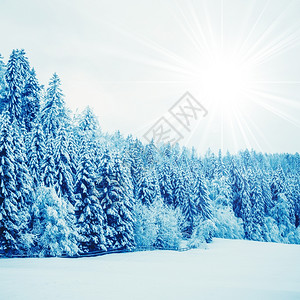冬季风景树木覆盖着雪背景图片