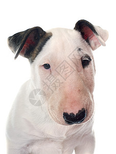 白色背景面前的小狗斗牛犬背景图片