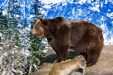 熊山棕熊背景